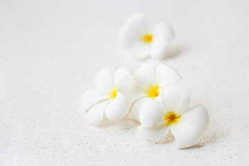 Fototapeta na wymiar Flower frangipani on white background
