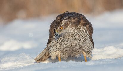 Northern Goshawk - adult bird at a wet forest in winter