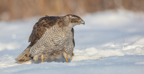 Northern Goshawk - adult bird at a wet forest in winter