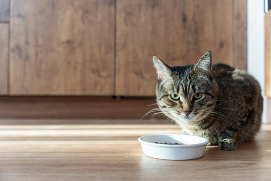 Domestic tabby cat approaches a bowl of food, bright sunlight falls on the floor and on the cat. High quality photo