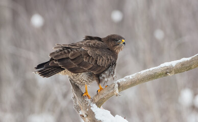 Common Buzzard in winter at a wet forest