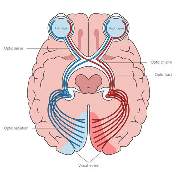 Human optic nerves in brain structure diagram hand drawn schematic vector illustration. Medical science educational illustration