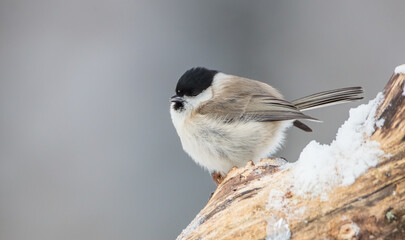 Willow tit - at a wet forest in winter