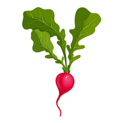 Ripe pink radish root vegetable. Vector graphics.
