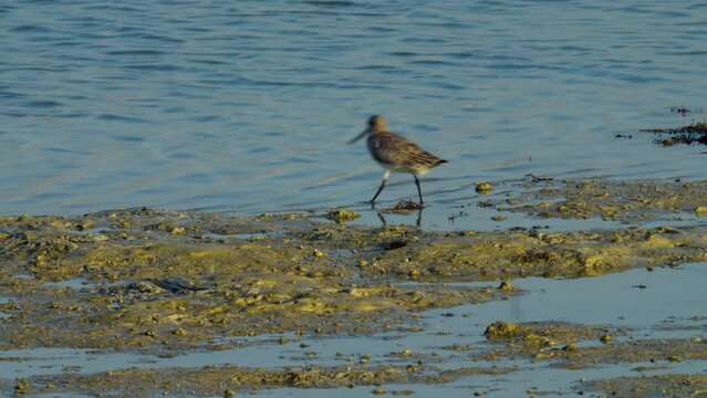 A bird feeding on a shore near shallow water