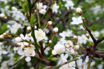 close up of white apple tree flowers. flowers background. poster, calendar April. spring