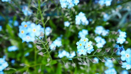 blue little forget-me-nots grow in the garden. view from above