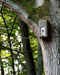 A green birdhouse is attached close to a tall, large tree in the forest. front view . copy space. nature in summer. for birds