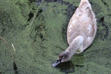 A baby swan feeding on algae