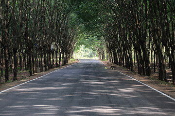Road in para rubber tree.this photo was taken from chittagong,Bangladesh.