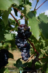 Red grapes on the vine