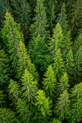 Black forest aerial treetop view from a suspension bridge in Bad Wildbad Germany in late summer. European silver fir trees (Abies alba). Wide angle perspective from above with needles and pinecones. - obrazy, fototapety, plakaty