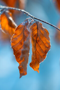Frosted winter foliage of beech tree (Fagus). Colorful macro close up of two bright brownish leaves on a twig bordered with tiny glistening ice crystals, Translucent dry structures backlit by low sun.