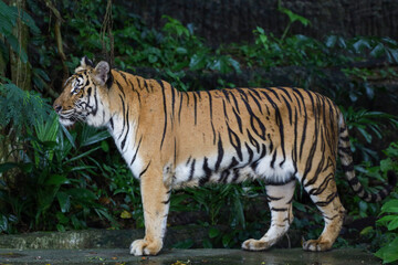 Close up Indochinese tiger is beautiful animal and dangerous in forest
