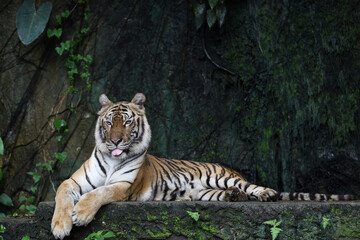 Close up Indochinese tiger is beautiful animal and dangerous in forest