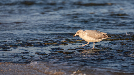 Möwe im Wasser