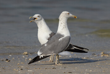 A pair of Lesser Black-backed Gull at Busaiteen coast of Bahrain