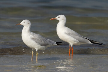 A pair of Slender-billed gull at Busaiteen coast, Bahrain