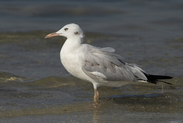 Slender-billed gull at Busaiteen coast of Bahrain