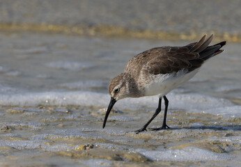 Curlew Sandpiper in feeding at Busaiteen coast of Bahrain