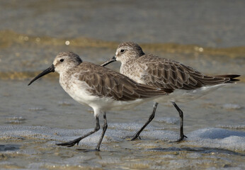 A pair of Curlew Sandpiper at Busaiteen copast of Bahrain
