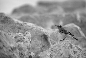 Pied wheatear perched on limestone boulders at Busaiteen, Bahrain