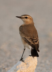 Pied wheatear perched on limestonerock at Busaiteen, Bahrain