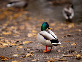 Wild ducks on a clear lake, bright and full of vitality
