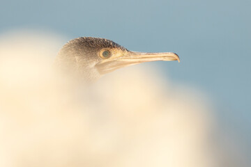 Portrait of a Socotra cormorants with foreground blur of limestone at Busaiteen coast, Bahrain