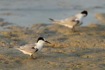 A pair of Saunders tern at Busaiteen coast, Bahrain
