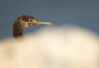 Portrait of a Socotra cormorant with foreground blur of limestone at Busaiteen coast, Bahrain