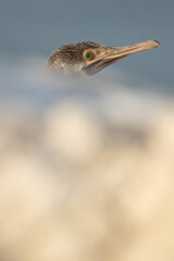 Socotra cormorants with foreground blur of limestone at Busaiteen coast, Bahrain