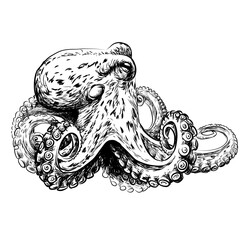 Graphic portrait of an octopus in sketch style. 