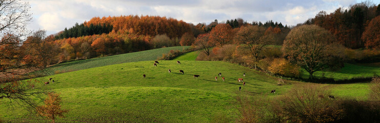 Kühe auf einer grünen Weide mit Hügeln und Wald in bunten Herbst Farben.
