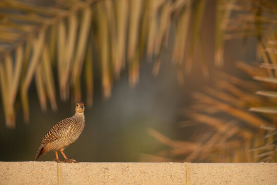 Grey francolin perched on the wall at Hamala with bokeh of date tree at the backdrop