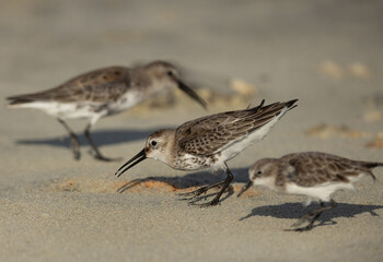 Dunlins and little stint feeding at Busaiteen coast, Bahrain. Leftover thrown on the sea coast.