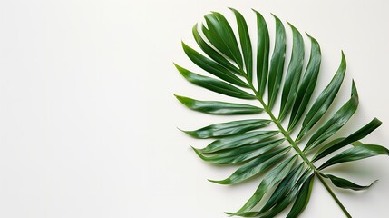 Top view of a tropical green palm tree leave on a white backdrop with big empty space for products photography or advertisement, Generative AI.