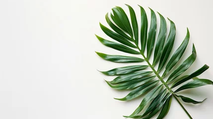Küchenrückwand glas motiv Monstera Top view of a tropical green palm tree leave on a white backdrop with big empty space for products photography or advertisement, Generative AI.