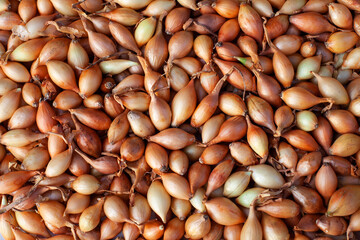 many golden bulbs, onion seedlings