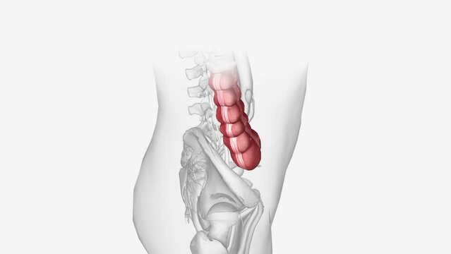 The ascending colon (or right colon) is the beginning part of the colon .