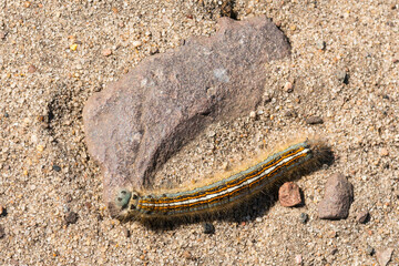 Raupe des Ringelspinner (Malacosoma neustria)	