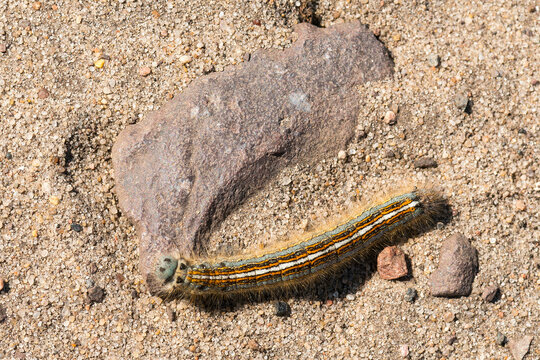 Raupe des Ringelspinner (Malacosoma neustria)	