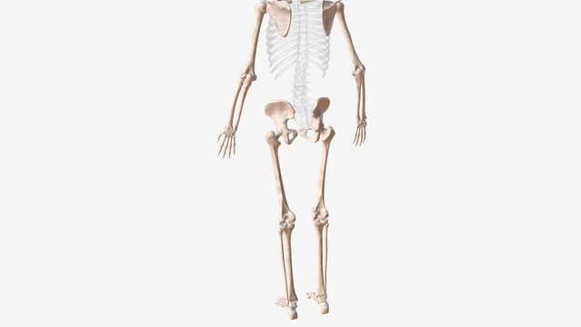 The appendicular skeleton is one of two major bone groups in the body,