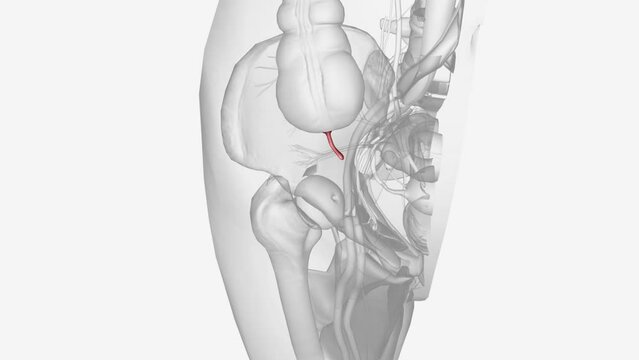 The appendix is a small pouch attached to the end of the large intestine.