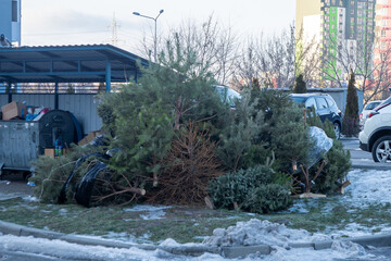 Recycling Christmas trees after Christmas. Dumping trees near trash cans on the street