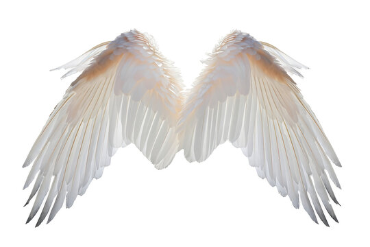 White angel wing isolated on white or transparent background, PNG