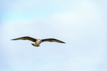 seagull in flight against a clouded sky