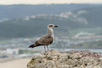 juvenile seagull standing perched on a rock with soft background 
