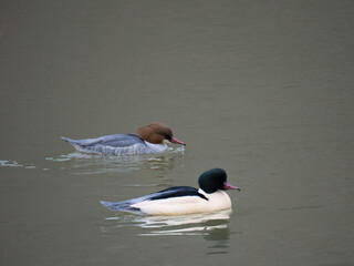 Gänsesäger (Mergus merganser)