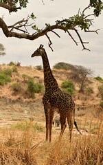 Giraffe with elephants 